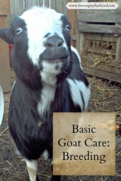 Basic Goat Care Breeding Goats. #pioneersettler