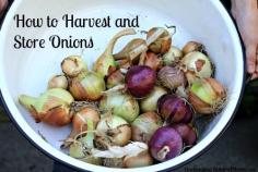 Mavis Garden Blog – How to Harvest and Store Onions