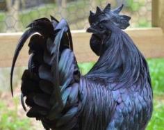 The Homestead Survival | Ayam Cemani AKA The Lamborghini Of Poultry | Homesteading