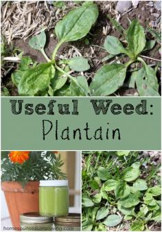 Useful Weed: Plantain