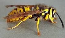 Oh Those Pesky Yellow Jackets!  Yellow Jackets are ground-nesting wasps.  In spring and summer they feed mostly on insects but as the growing season progresses food sources become scarce and they turn to scavenging. Scavenging leads to pestering picnickers, and hanging around garbage cans.