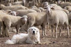 Livestock Guardian Animals are Sustainable Protection