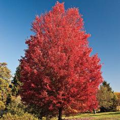 Fall Plant Gardening Tips: Best Plants - Southern Living