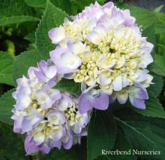 Hydrangea ‘Endless Summer’   www.riverbendnurs...