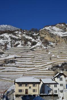 vineyards in winter, Ardon, Canton of Valais, Switzerland