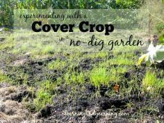 Experimenting with a Cover Crop in a No-Dig Garden