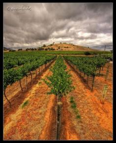 Vertical Vines - vineyard, Rowland Flat, Barossa Valley, Australia