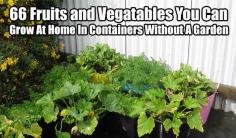66 Fruits and Vegatables You Can Grow At Home In Containers Without A Garden - SHTF, Emergency Preparedness, Survival Prepping, Homesteading...