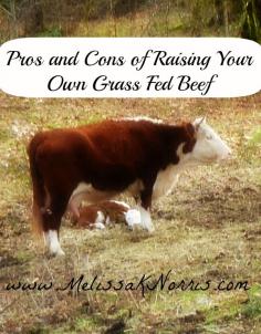 Pros and Cons to Raising Grass Fed Beef www.melissaknorri... Why we grow our own and have never bought beef from the store. Tips for purchasing local grass fed beef if you can't grow your own.