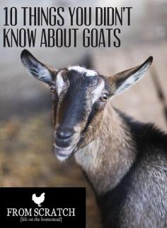 Basic facts about goats on this blog  #goatvet likes the info about their origins
