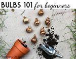 Bulbs 101 For Beginners on eBay.