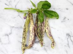 Beans,  Dragon Tongue | Baker Creek Heirloom Seed Co