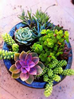 Succulent Container Gardens Satisfyw