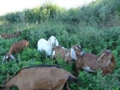 #goatvet likes it when goats are used as  "Nature's Lawnmowers" - but always check for poisonous plants first