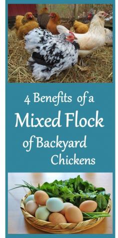 4 Benefits to a Mixed Flock of Backyard Chickens