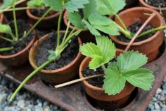 replanting strawberry runners