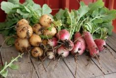Tips for Growing Fall Vegetables | One of the best ways to settle into growing your own food is to change your perspective on the growing season. Gardening is not just a summer activity. Depending on your zone, gardening is something that can happen year round. | GNOWFGLINS.com