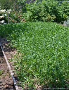Cover crops for your backyard garden