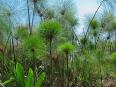 You can grow papyrus from seed or division. This fast growing plant would be an excellent addition to a water garden or naturalized bog area. Learn more about growing papyrus plants in this article.