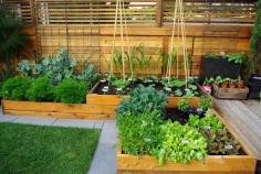 green lawn and raised bed garden design