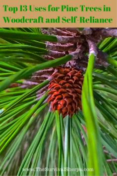 Top 13 Uses for Pine Trees in Woodcraft and Self-Reliance | www.TheSurvivalSh...