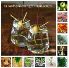 15 Foods You Can Re-grow From Scraps