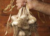 Farmer's hand holding organic garlic