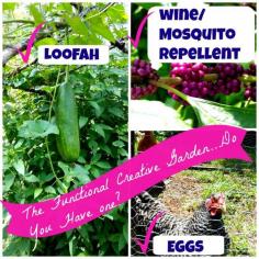 Karen Lynn shares how they have created a functional and creative garden and poses the question do you have one?  They are growing loofah, beauty berry, and have fresh chickens on their homestead just to name a few! #ediblegarden #homesteading #sustainable