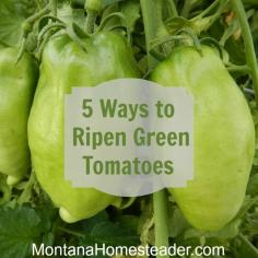 This time of year when the first frost is headed our way, one of the biggest questions for gardeners is how to ripen green tomatoes indoors. When living in