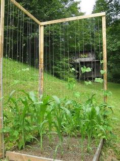 Ewa in the Garden: 14 ideas for bean poles - Inspirational Monday  For our green beans!
