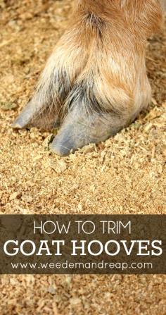 How to Trim Goat Hooves #farm #animals #goatcare
