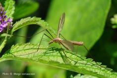 Keep Mosquitos Away—With Plants!