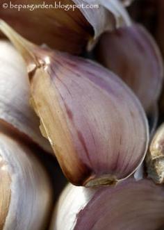 Bepa's Garden: Planting Garlic