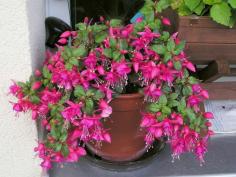 Many times fuchsia plants are loaded with their fairy like blossoms. Then after a few weeks, the blossoms decline. Don’t worry; this is a common occurrence with fuchsia, and this article will explain more.