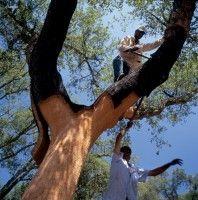 How Artisans Harvest Wine Corks In Portugal #wine #portugal #corks #wineeducation