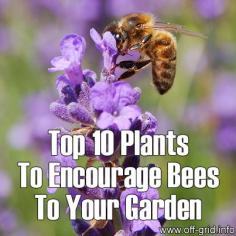 Top 10 Plants To Encourage Bees To Your Garden - Off-Grid