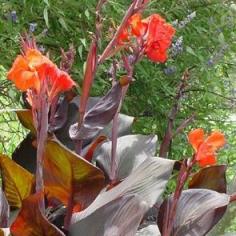 Canna Lilies: How to Plant, Grow, and Care for Canna Flowers from The Old Farmer's Almanac.