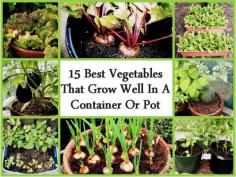 15-Best-Vegetables-That-Grow-In-A-Container-Or-Pot
