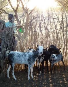 #goatvet likes these goats in Africa - the story is about students visiting & looking for ticks that carry diseases