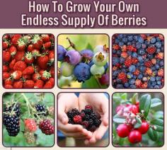 How-To-Grow-Your-Own-Endless-Supply-Of-Berries