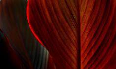 Canna Foliage in Red Photograph