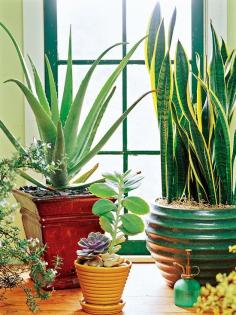 Houseplants for the Forgetful Gardener