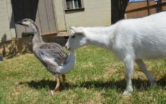 #goatvet likes this story of a goose & goat that are friends at an animal sanctuary