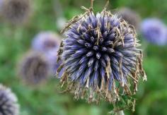 Saving Heirloom Flower Seeds | Planet Natural