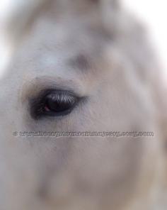 Equine Art White Horse Eye Close Up RockyMountainMajesty