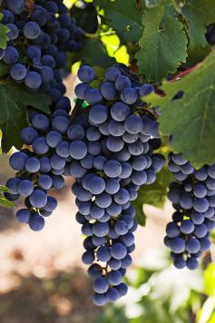 Sauvignon Grapes Photograph by Garry Gay - Sauvignon Grapes Fine Art Prints and Posters for Sale