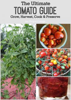 The Ultimate Tomato Guide - Growing & Harvesting with Cooking & Preserving recipes! An Oregon Cottage