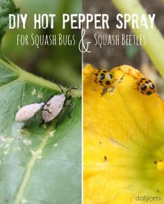 Here's a DIY hot pepper spray which is 100% safe and natural, that I spray directly on my cucumber and pumpkin vines to get rid of squash bugs and beetles.