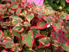 This plant sure looks pretty, doesn't it? Kinda like English ivy with kaleidoscopic leaves of red, pink, yellow, and green. It sports pretty white flowers too. DO NOT PLANT IT! If you do, you will ...