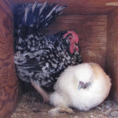 Why Your Chickens Feathers are Falling Out